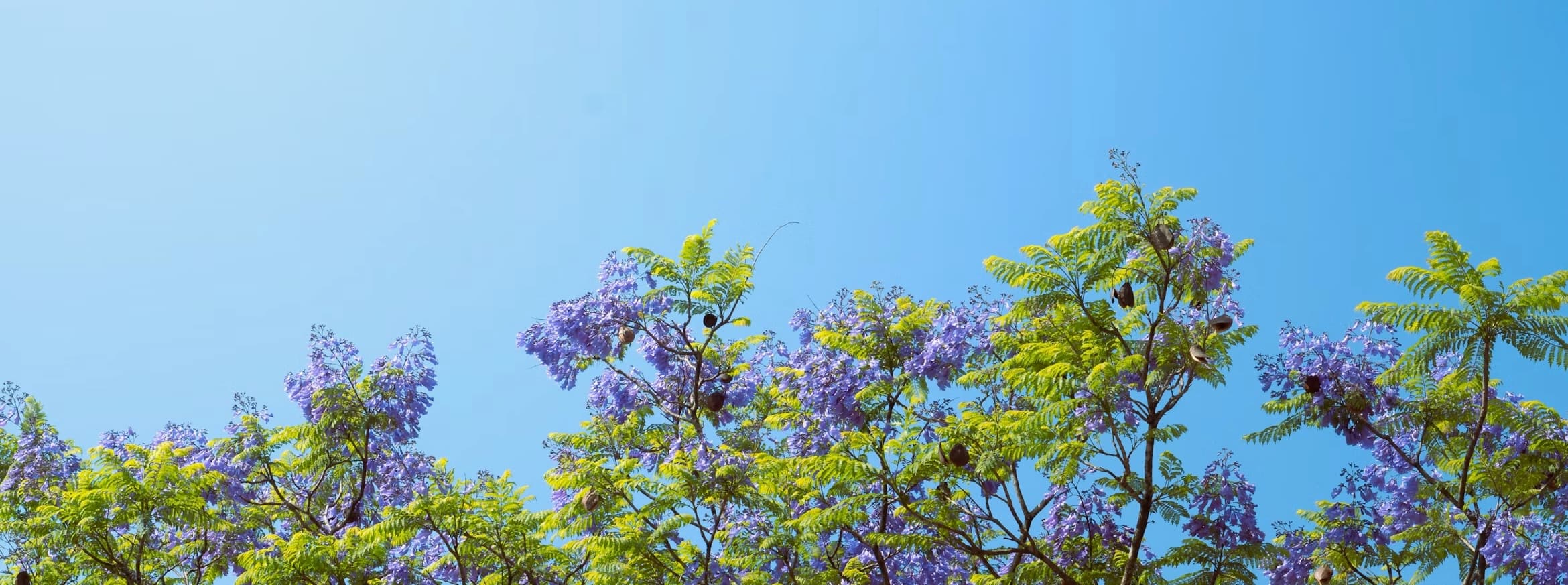 Topo de uma árvore com folhas verdes e flores roxas, com um céu azul ao fundo